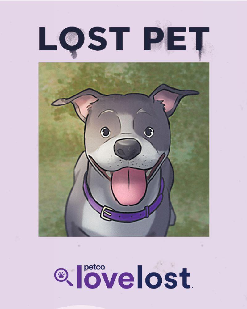 Image of Petco Love Launches Animated Campaign to Reunite Lost Pets