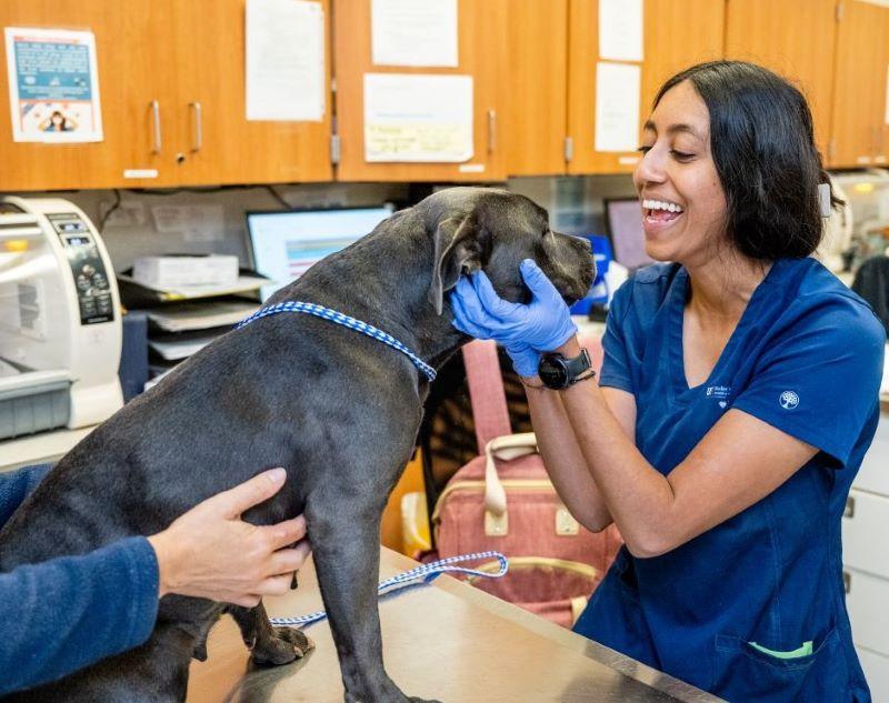 Image of  Petco Love Launches New Nonprofit Veterinary Technician Scholarship Fund